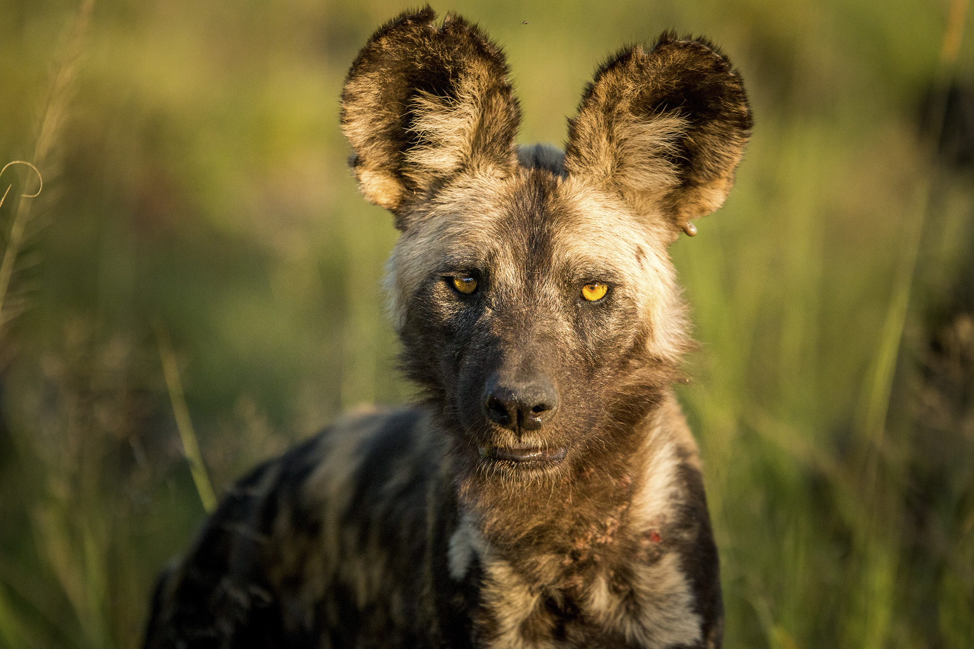 are hyenas and african wild dogs related