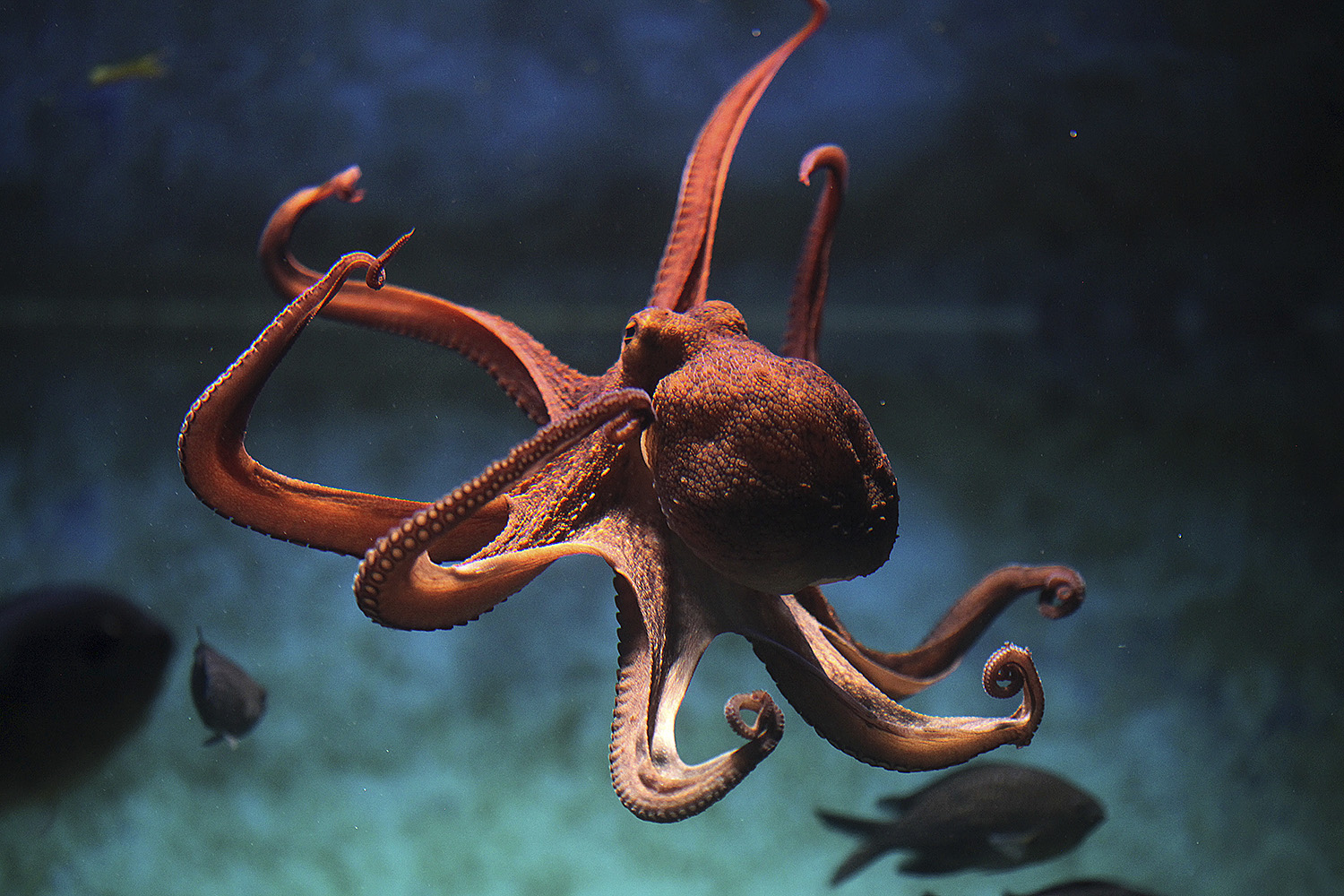 of octopus ranging from the largest Giant Pacific octopus to the smallest i...