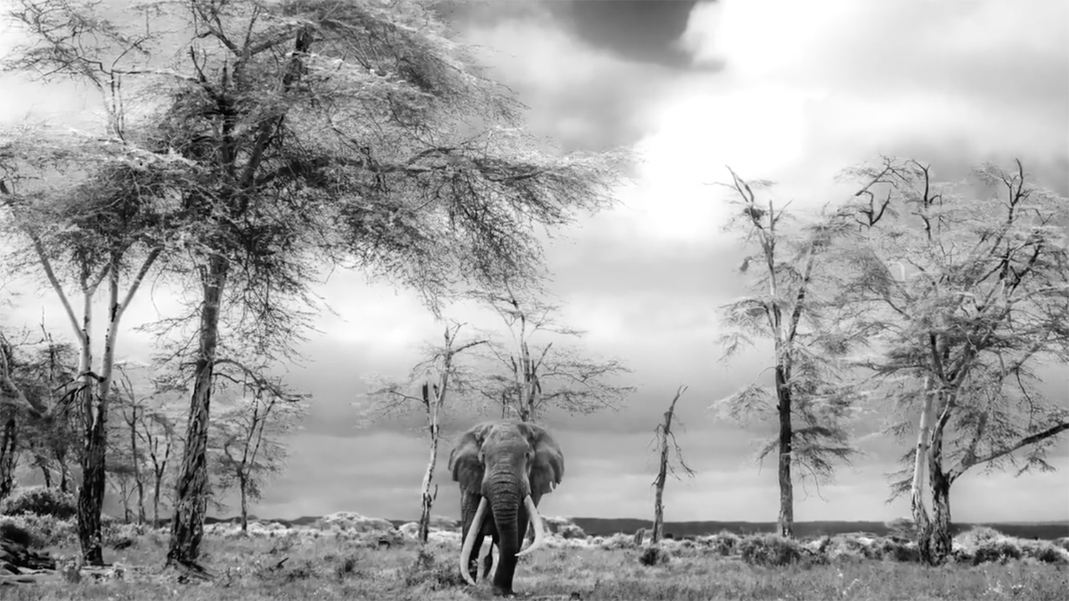 Photo: Lugard — The World's Biggest Big Tusker Elephant, by Wild Ark, WildArk Journal