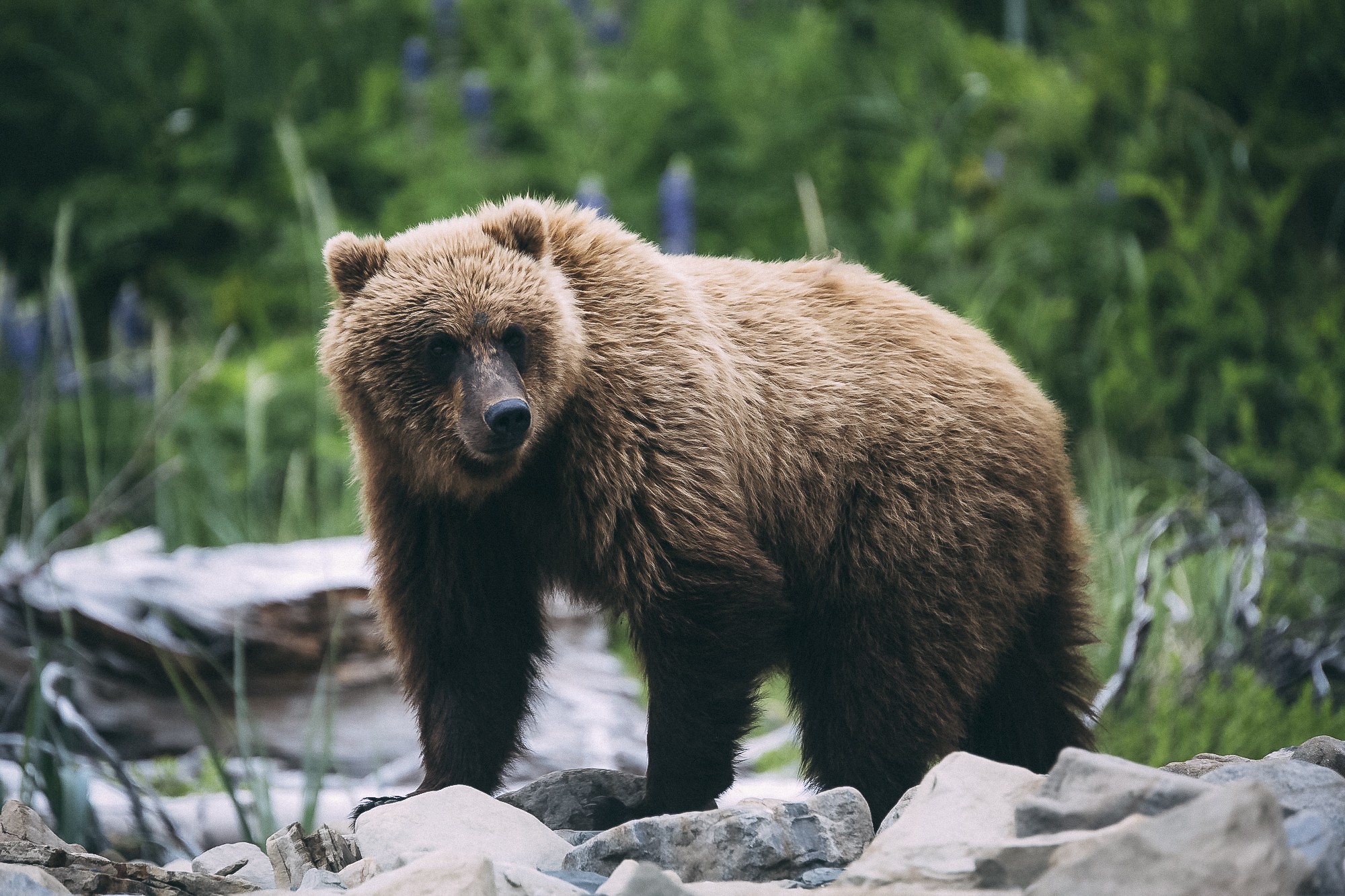 11 cool facts about bears