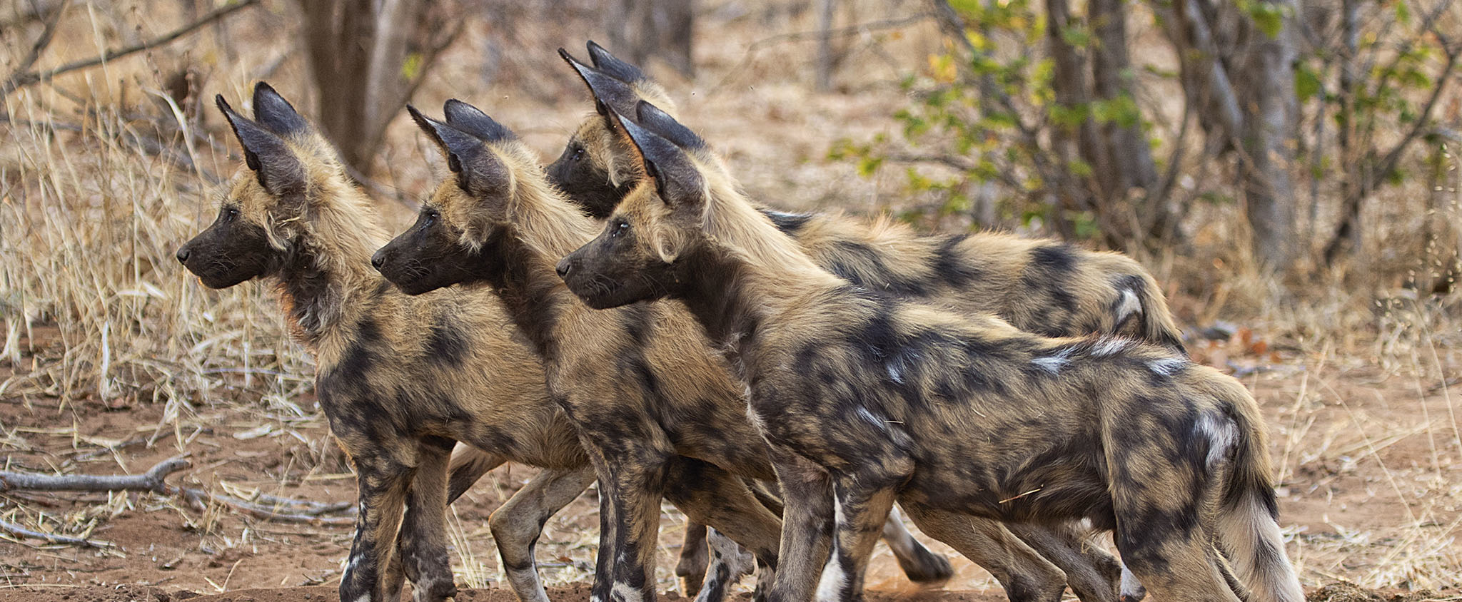 african wild dog being hunted