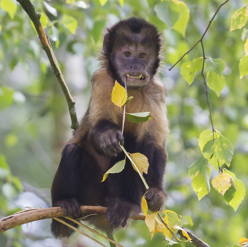 are capuchin monkeys smart