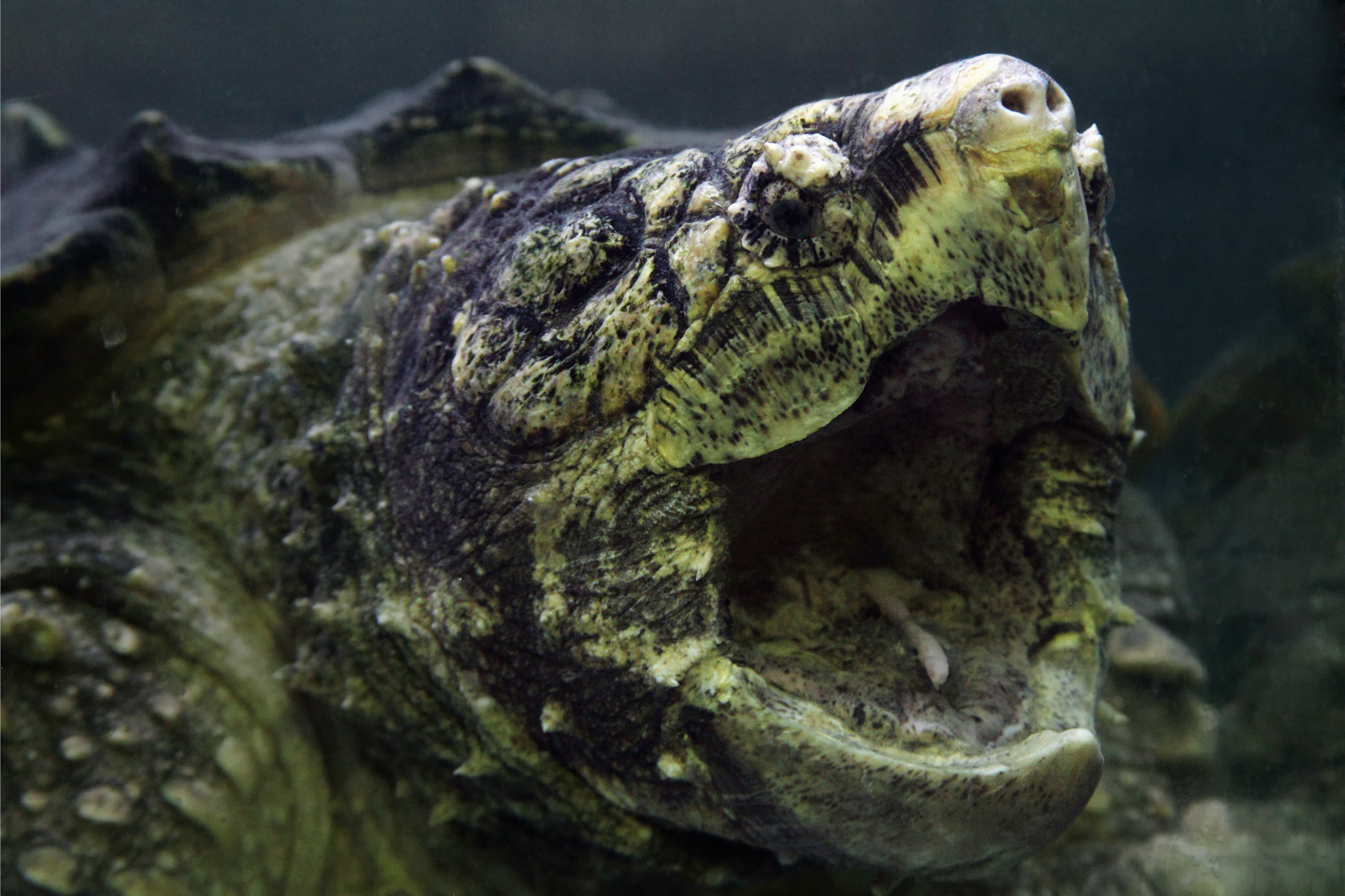 Alligator Snapping Turtle - WildArk