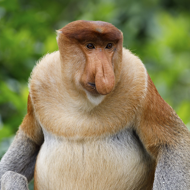 Proboscis monkey, Endangered, Borneo, Long Nose