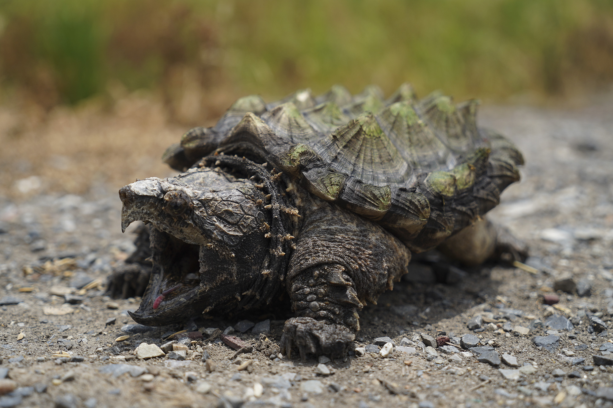 Alligator Snapping Turtle - WildArk