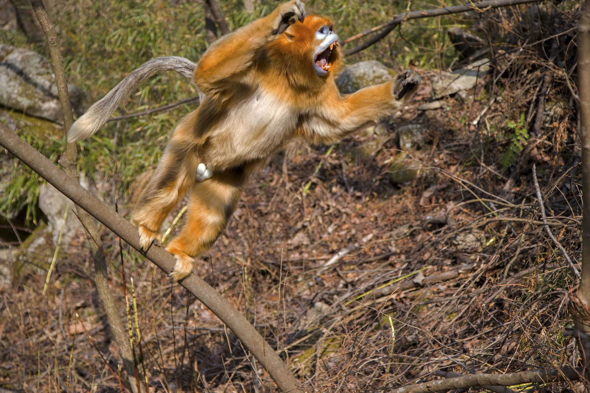 The golden snub-nosed monkey roams the high mountainous forests of  western-central China. It's able to survive below-freezing temperatures by  sleeping clustered together, in the lower forest canopy, with others in its  group.