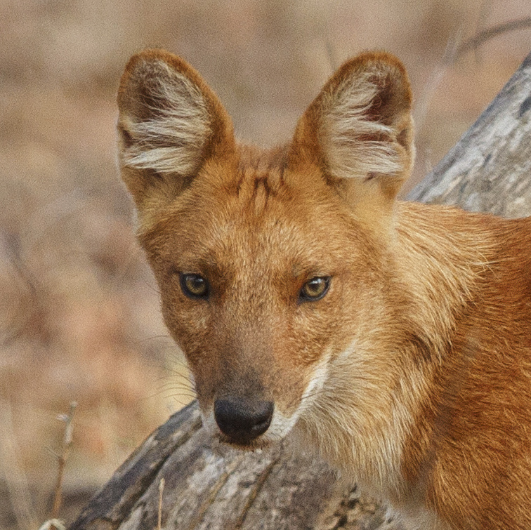 dhole wild dog