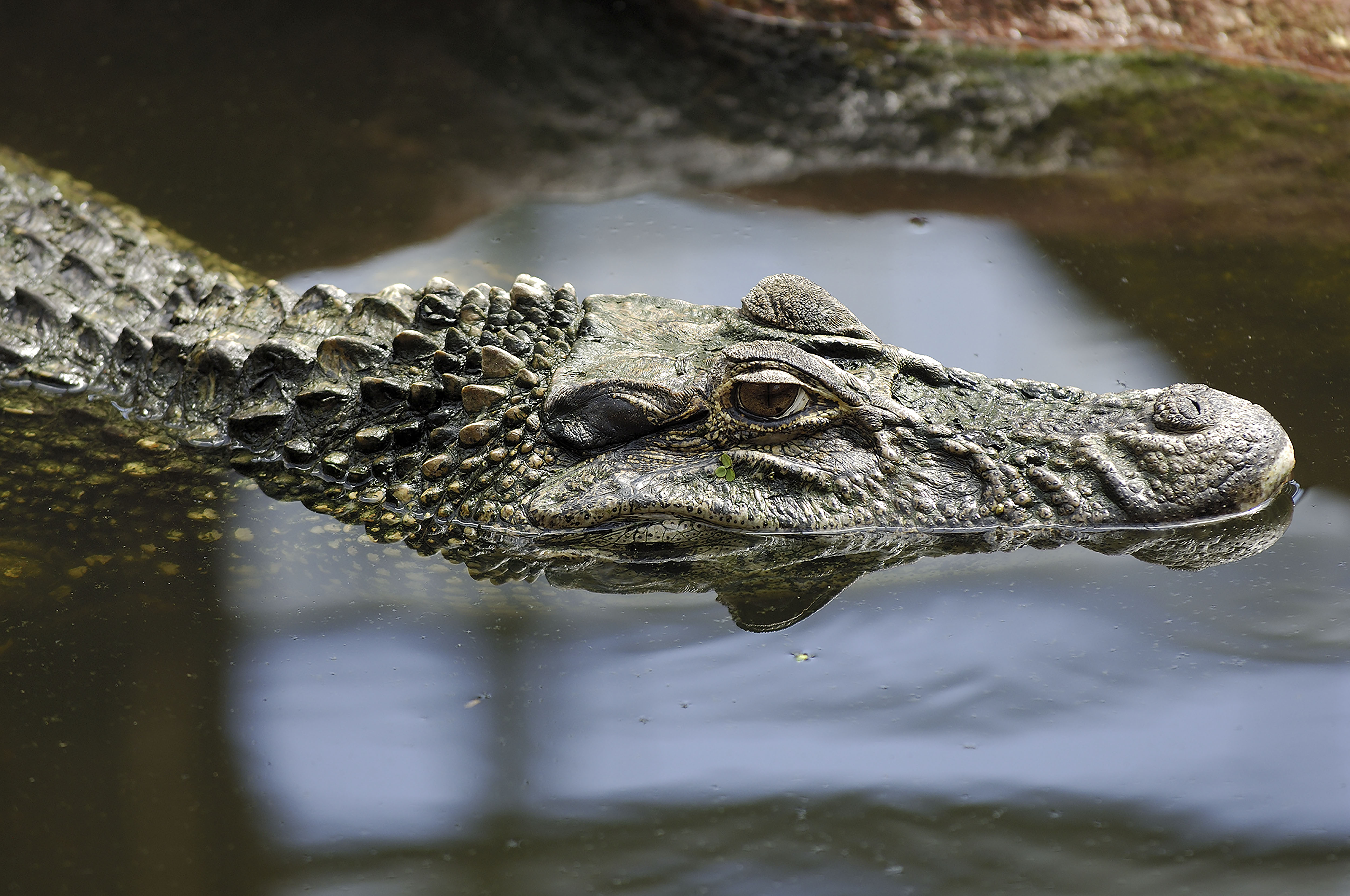 Black Caiman WildArk