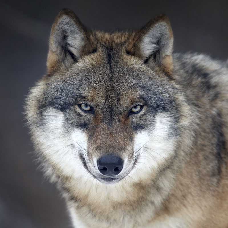 Grey Wolf - WildArk