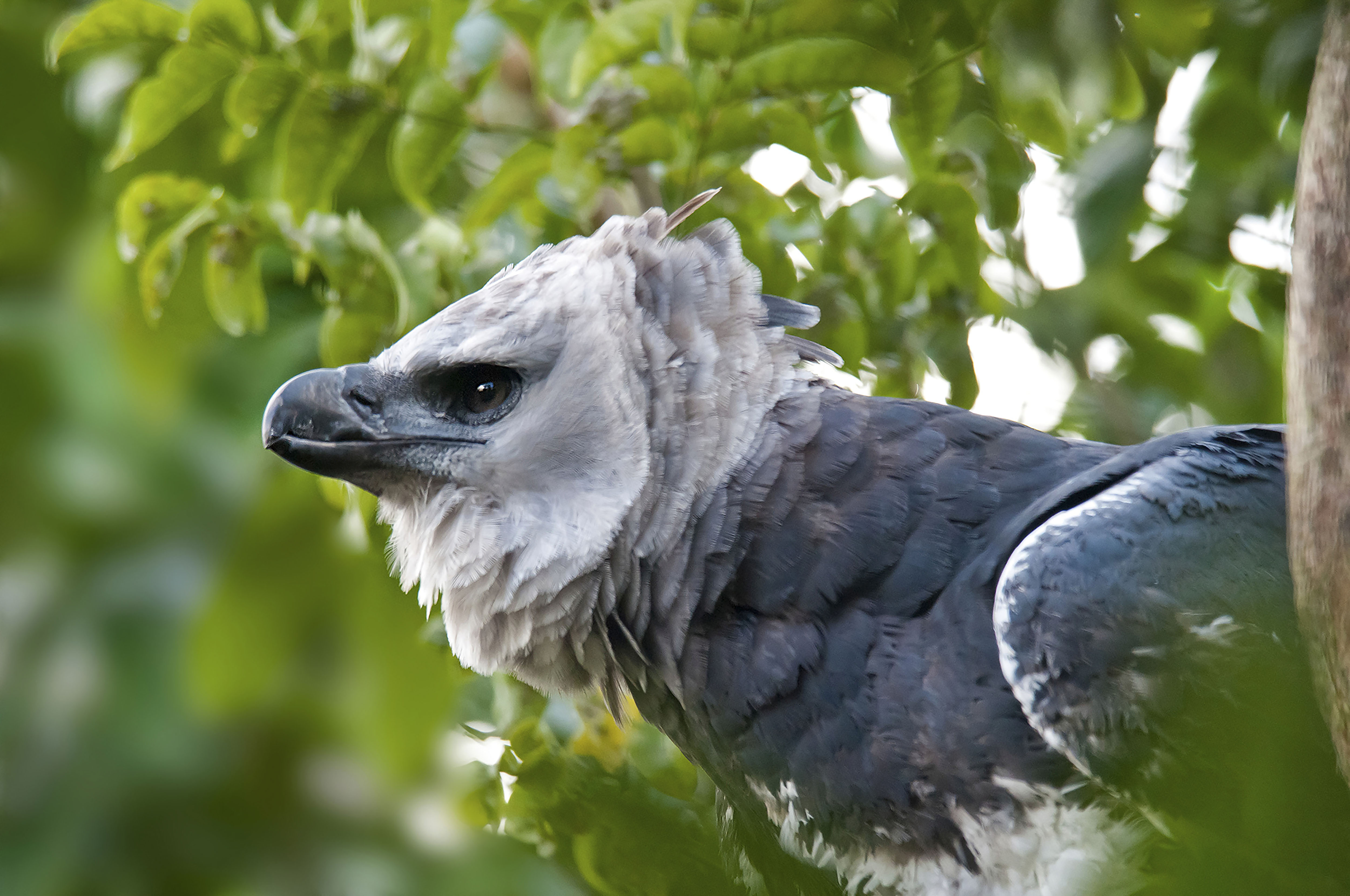 Biodiversity-Harpy Eagle