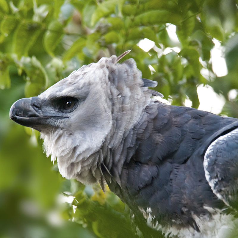 Harpy eagle (Harpia harpyja) in flight, Type of eagle that …