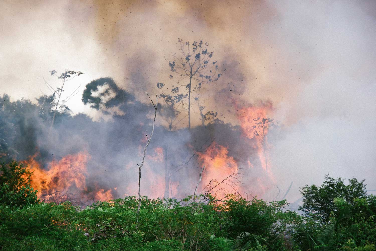 bush fire in the Amazon forest