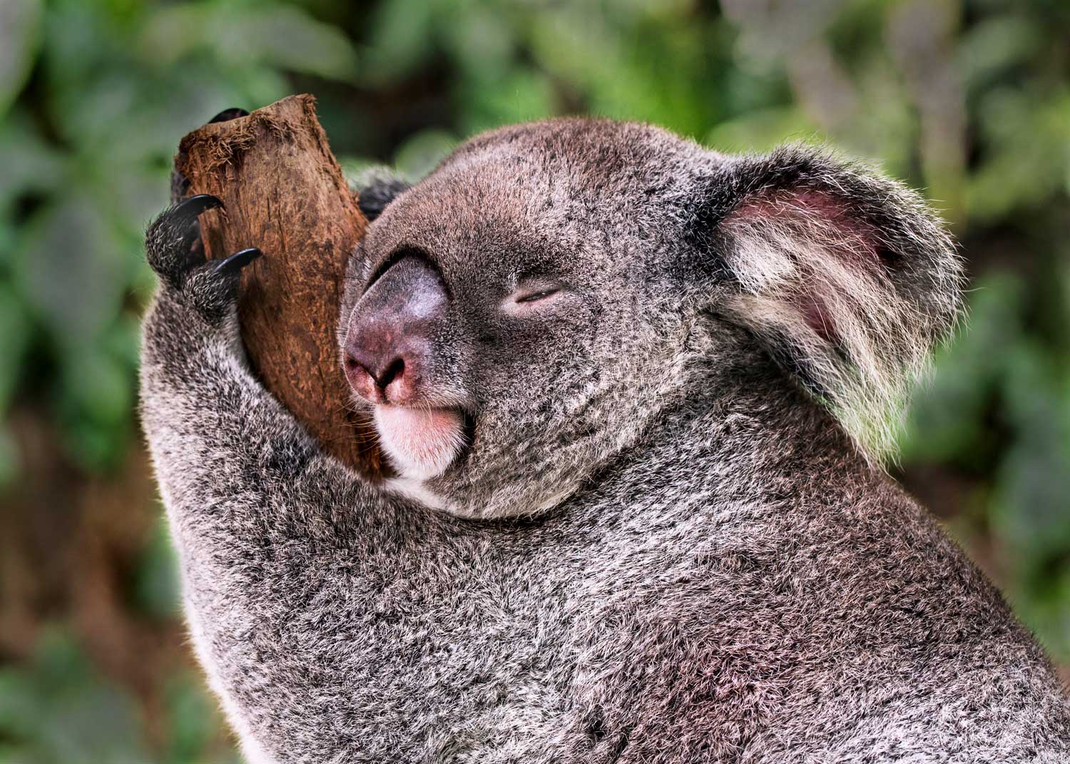 koala in Australia for wires wildlife protection