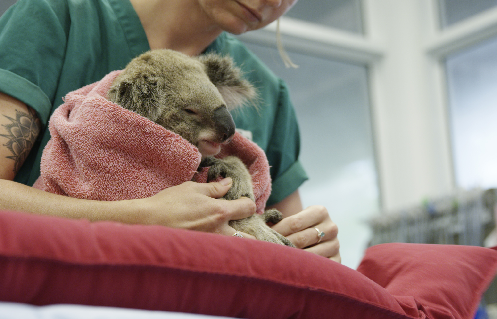 Koala wrapped in blanket being cared for at hospital.