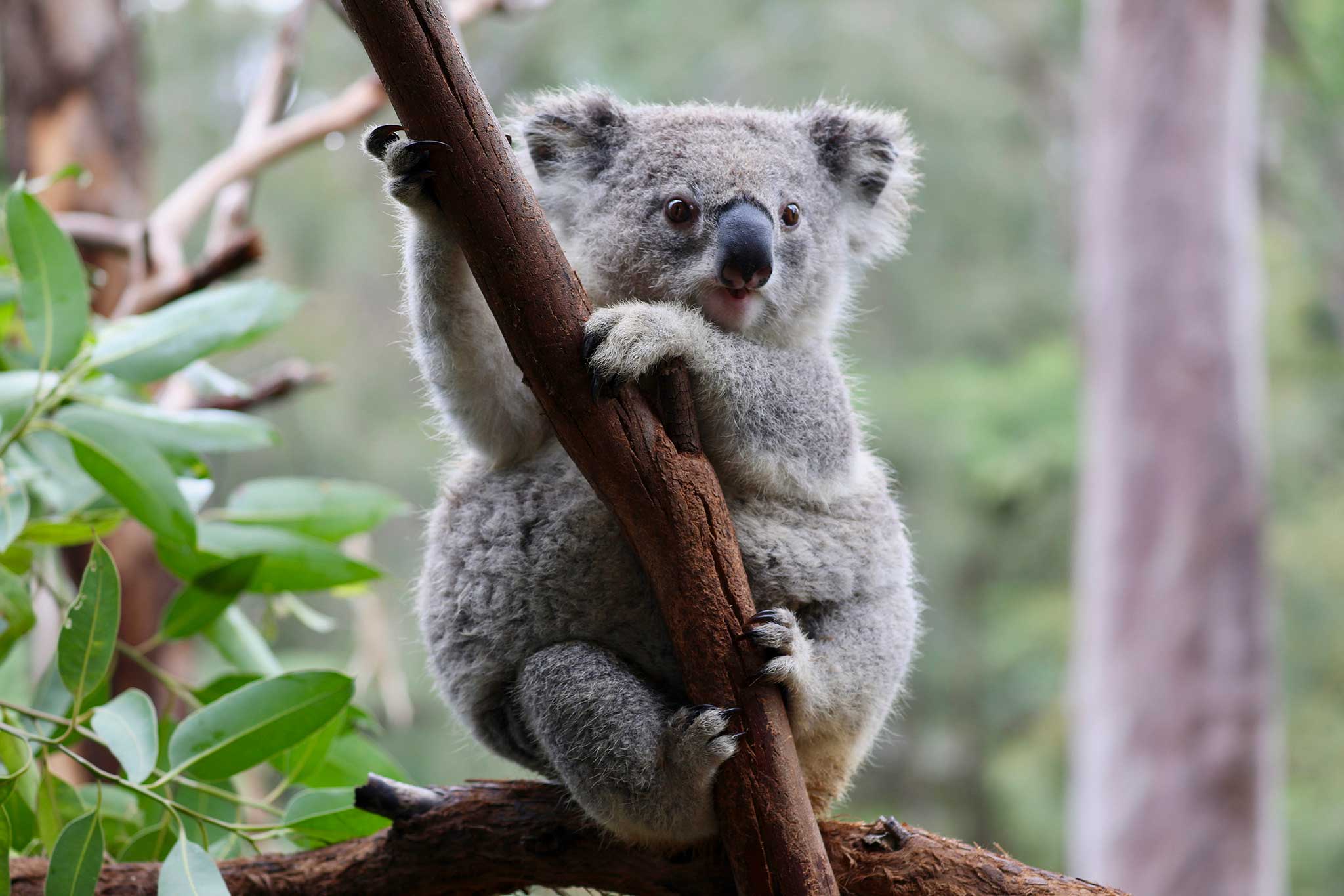 Koala Rewilding Project | WildArk