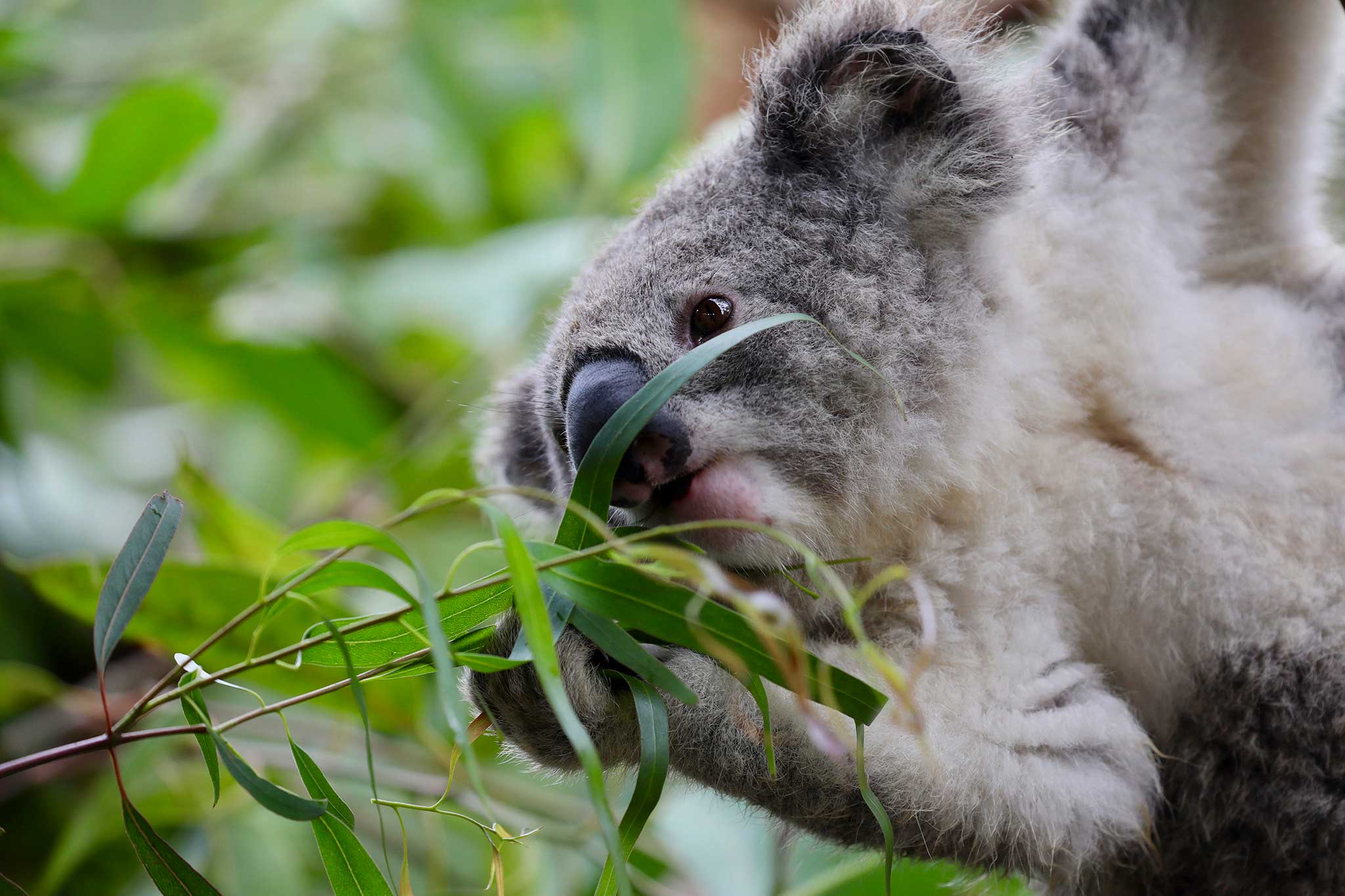 Koala Rewilding Project | WildArk