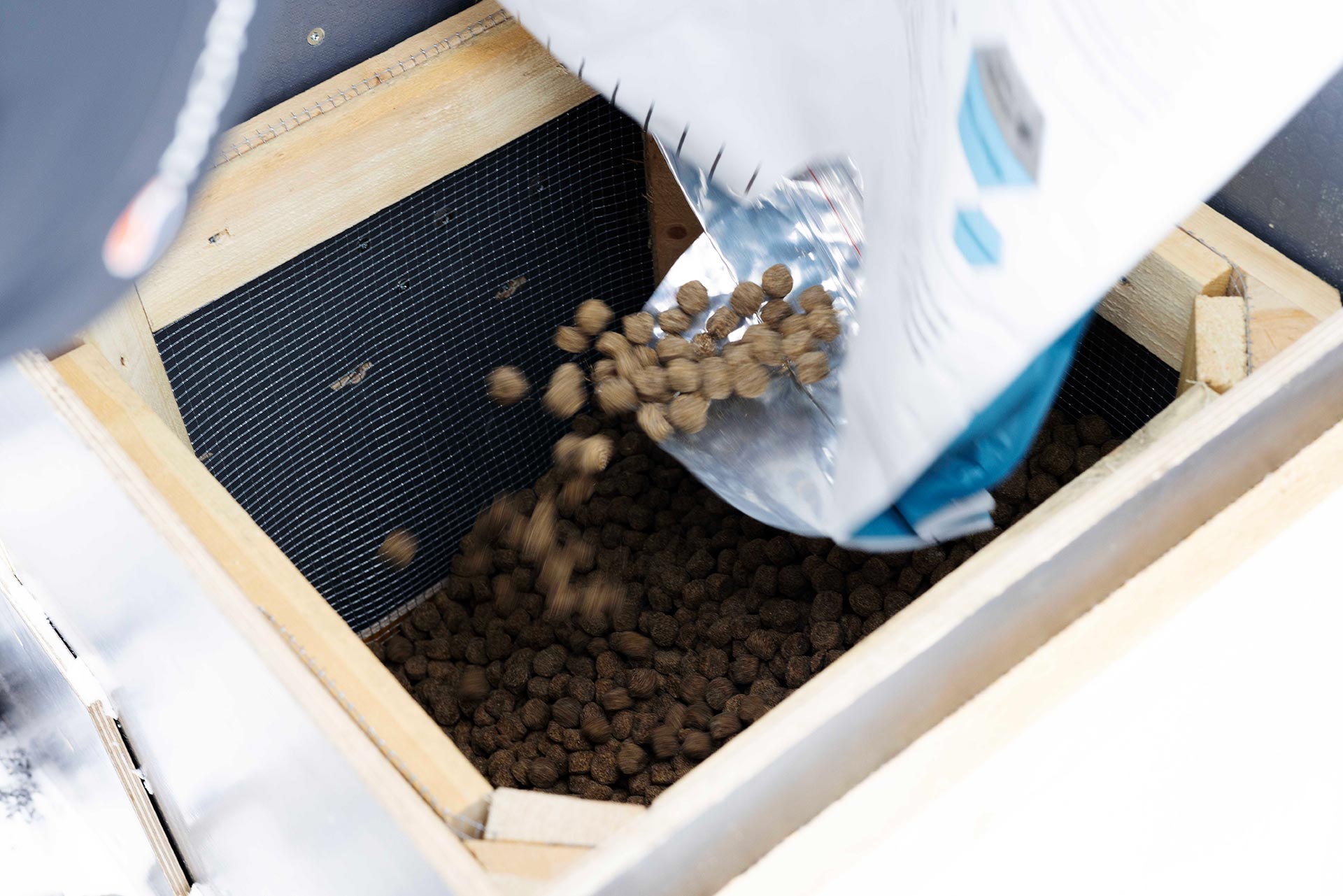 Adding small pellets of feed to a box at a feeding station exclusively for Arctic foxes