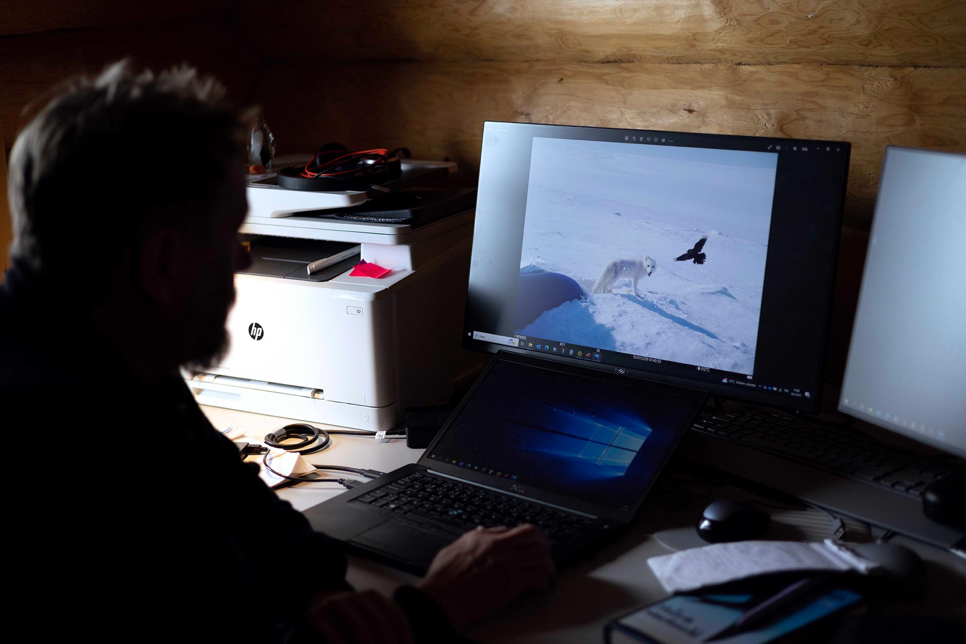 Person working on a computer with an image of an arctic fox on the screen